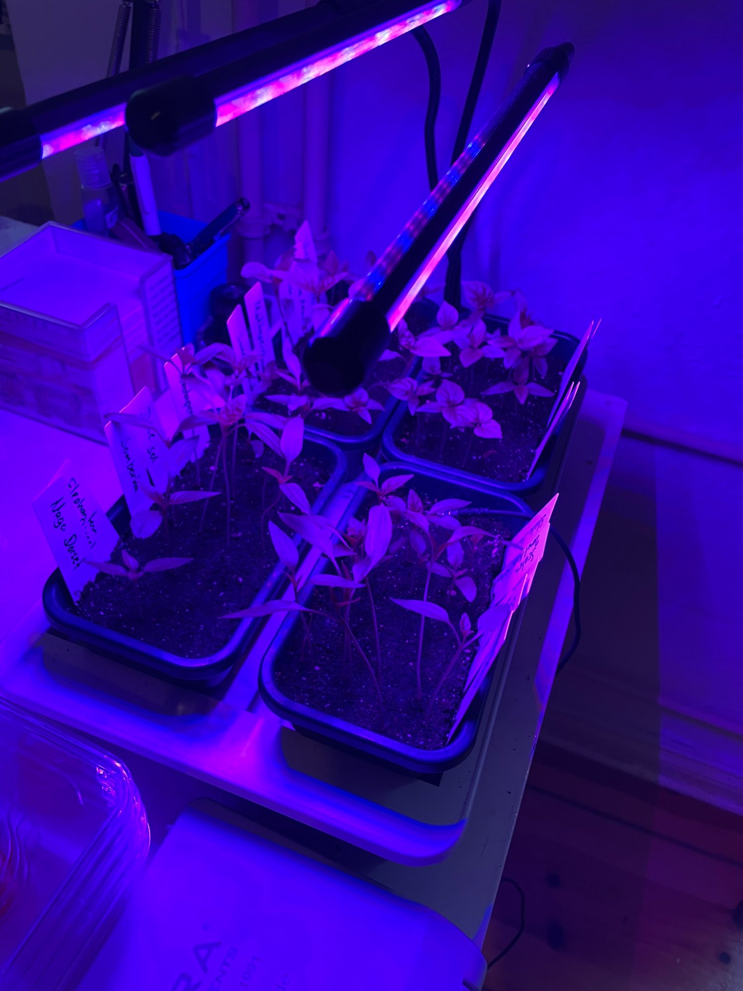 Sämlinge unter Grow Light