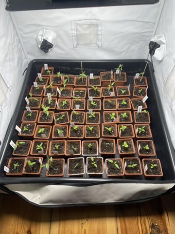 Alle Pflanzen im Grow Tent